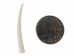 Dentalium Neohexagonum: 1.5" (100 pieces) - 1368-150-100