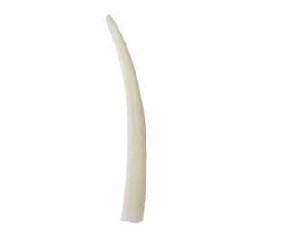 Dentalium Neohexagonum: 1.5" (100 pieces) dentalia, tusk shells