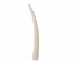 Dentalium Neohexagonum: 1.5" (100 pieces) - 1368-150-100