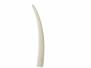 Dentalium Neohexagonum: 1.5" (100 pieces) dentalia, tusk shells