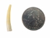 Dentalium Vulgare: Large (10 pieces) - 1369-L-10