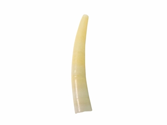 Dentalium Vulgare: Large (10 pieces) dentalia, tusk shells