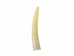 Dentalium Vulgare: Large (10 pieces) - 1369-L-10