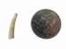 Dentalium Vulgare: Small (25 pieces) - 1369-S-25