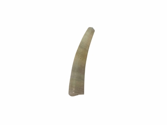 Dentalium Vulgare: Small (25 pieces) dentalia, tusk shells