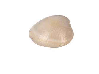 Naa-Set Clam Shell: Large (100 pieces) 