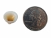 Naa-Set Clam Shell: Small (100 pieces) - 1370-S-100 (Y2J)