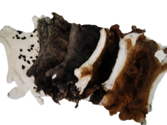 Czech Rex Rabbit: #2 Grade: Natural: Assorted heavy czech rabbit skins, grade 2, #2 quality
