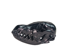 Red Fox Skull: Black Dyed 
