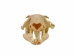 Groundhog/Woodchuck Skull - 15-234 (Y1MC01)