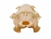 Groundhog/Woodchuck Skull - 15-234 (Y1MC01)
