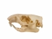 Groundhog/Woodchuck Skull - 15-234 (Y1MC01)