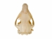 Groundhog/Woodchuck Skull - 15-234 (Y1MC01)