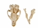 Groundhog/Woodchuck Skull - 15-234 (Y1MC01)