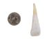Drilled Water Buffalo Tooth: Whitened - 174-101 (Y1NC01)