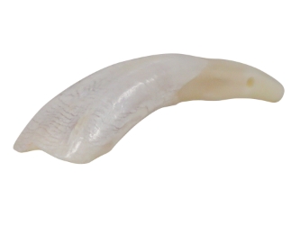 Drilled Water Buffalo Tooth: Whitened 