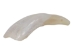 Drilled Water Buffalo Tooth: Whitened - 174-101 (Y1NC01)