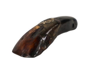 Drilled Water Buffalo Tooth: Dyed Dark Brown 