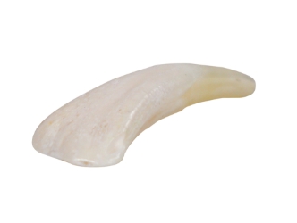 Water Buffalo Tooth: Whitened 