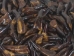 Water Buffalo Tooth: Dyed Dark Brown - 174-112 (Y1NC02)
