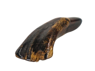Water Buffalo Tooth: Dyed Dark Brown 