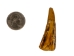 Water Buffalo Tooth: Antiqued - 174-113 (Y1N)