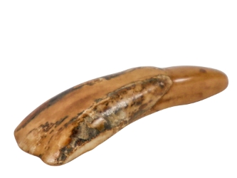 Water Buffalo Tooth: Antiqued 