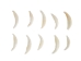 Fox Canine: #1: Whitened - 174-700 (Y2DC01)