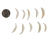 Fox Canine: #1: Whitened - 174-700 (Y2DC01)