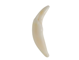 Fox Canine: #1: Whitened 