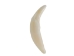 Fox Canine: #1: Whitened - 174-700 (Y2DC01)