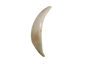 Fox Canine: #1: Natural 