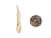Moose Tooth: Whitened - 174-801 (Y2J)