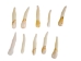 Moose Tooth: Whitened - 174-801 (Y2J)