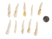Moose Tooth: Whitened - 174-801 (Y2J)