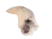 Marble Fox Tail - 18-05-12 (Y2MXX)