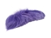 Dyed Fox Tail: Violet - 18-05-VI (Y2PRH)