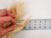 Tanned USA Cow Tail: Short Hair <5" - 18-35TU-S (Y1HRM)