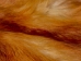 Fashion Quality Red Fox Skin: Assorted - 180-03-FQ-AS (Y1KWR)