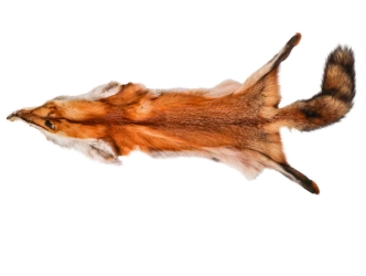 Fashion Quality Red Fox Skin: Assorted 
