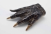 Alligator Foot: Jumbo: 7" to 8.5" - 21-AG-J2 (Y2H)