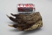 Alligator Foot: Monster: 8.5"+ - 21-AG-J3