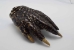 Alligator Foot: Monster: 8.5"+ - 21-AG-J3