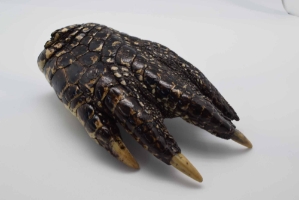 Alligator Foot: Monster: 8.5"+ 