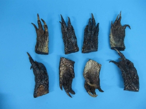 Alligator Foot: Large: 2.5" to 4" 