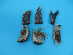 Alligator Foot: Medium: 1.5" to 2.5" 