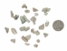 African Abalone Pieces: 5 mm: Natural Color (kg) - 220-TP-05-NA (Y3E)