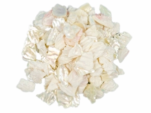 African Abalone Pieces: 10 mm: Creamy White (kg) 