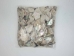 African Abalone Pieces: 25 mm: Natural Color (kg) - 220-TP-25-NA (Y3E)