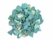 African Abalone Pieces: 25 mm: Turquoise (kg) - 220-TP-25-TQ (Y3ERE)